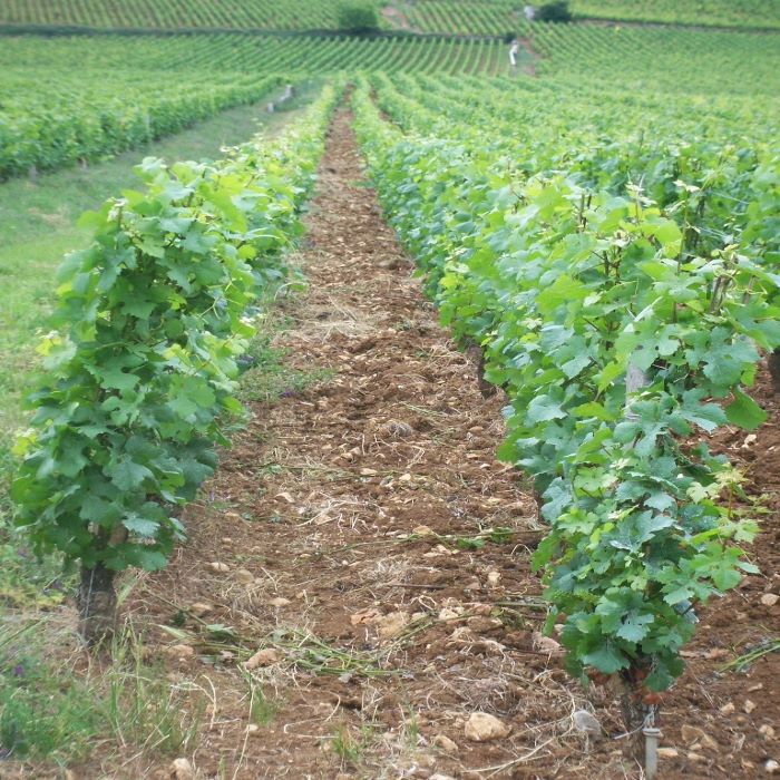 photo of vineyard