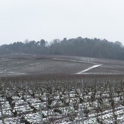 photo of a vineyard