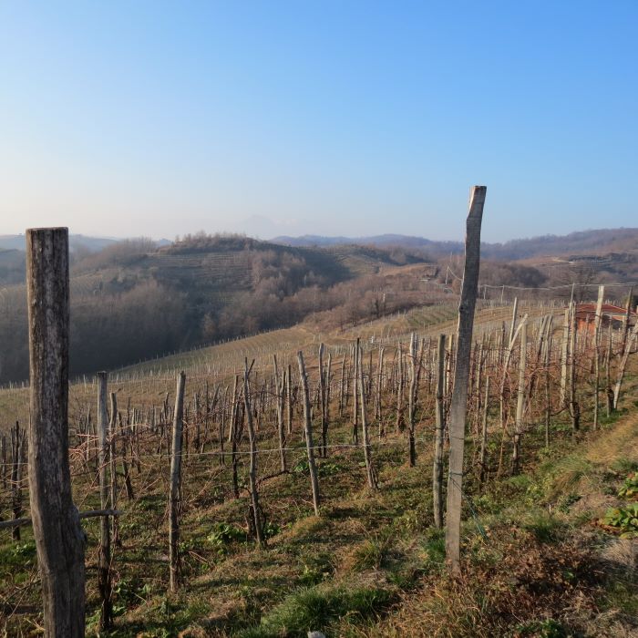 photo of vineyard