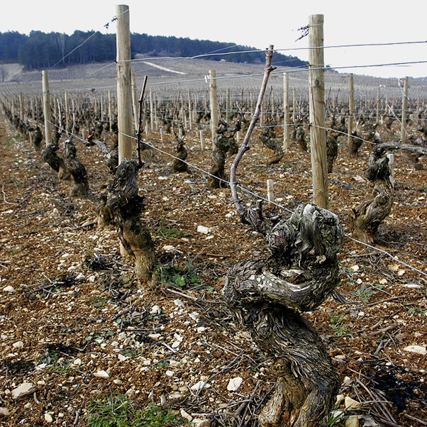 photo of vineyard